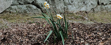 dead leaves in flower bed